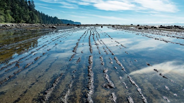 A flooded beach in Port Renfrew, British Columbia at low tide next to green trees under a blue sky