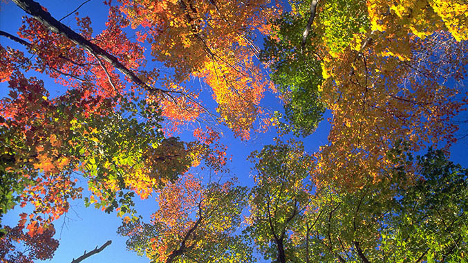 Regarder les feuilles des arbres d’une vue au sol.